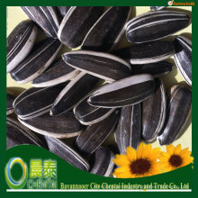 Hot Sell Iran Sunflower Seeds 5009 High Quality With Reasonable Price